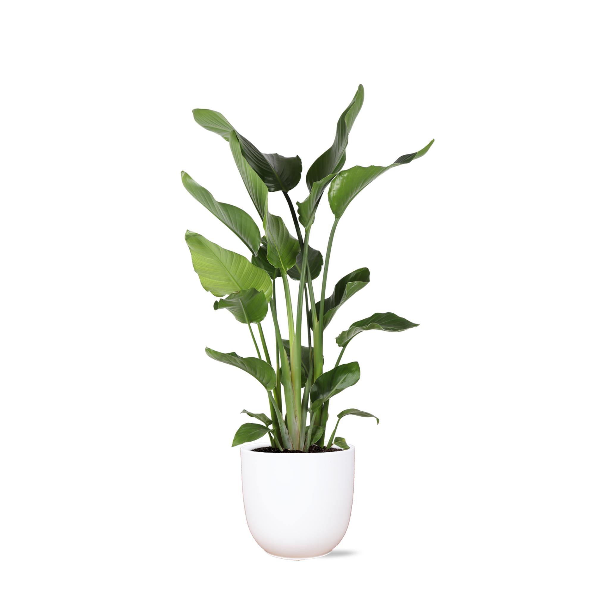 Strelitzia Nicolai - 120 cm - Ø24 cm - in Boule pot | Kamerplanten