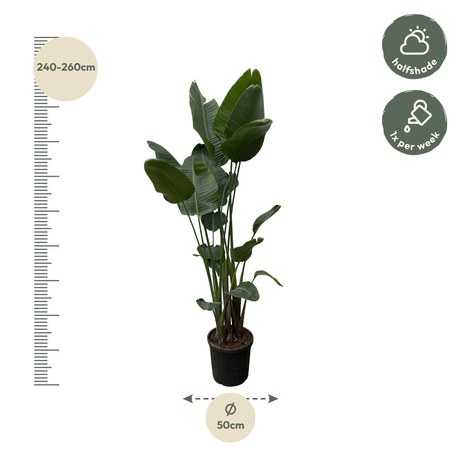 Strelitzia Nicolai XXL - 250 cm - ⌀50 cm | Grote Kamerplant