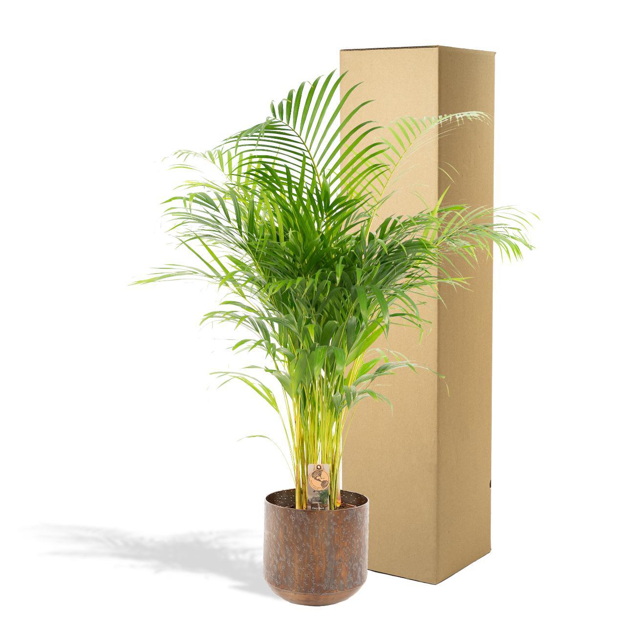 Areca palm inclusief pot - 110cm - Ø21cm | Goudpalm