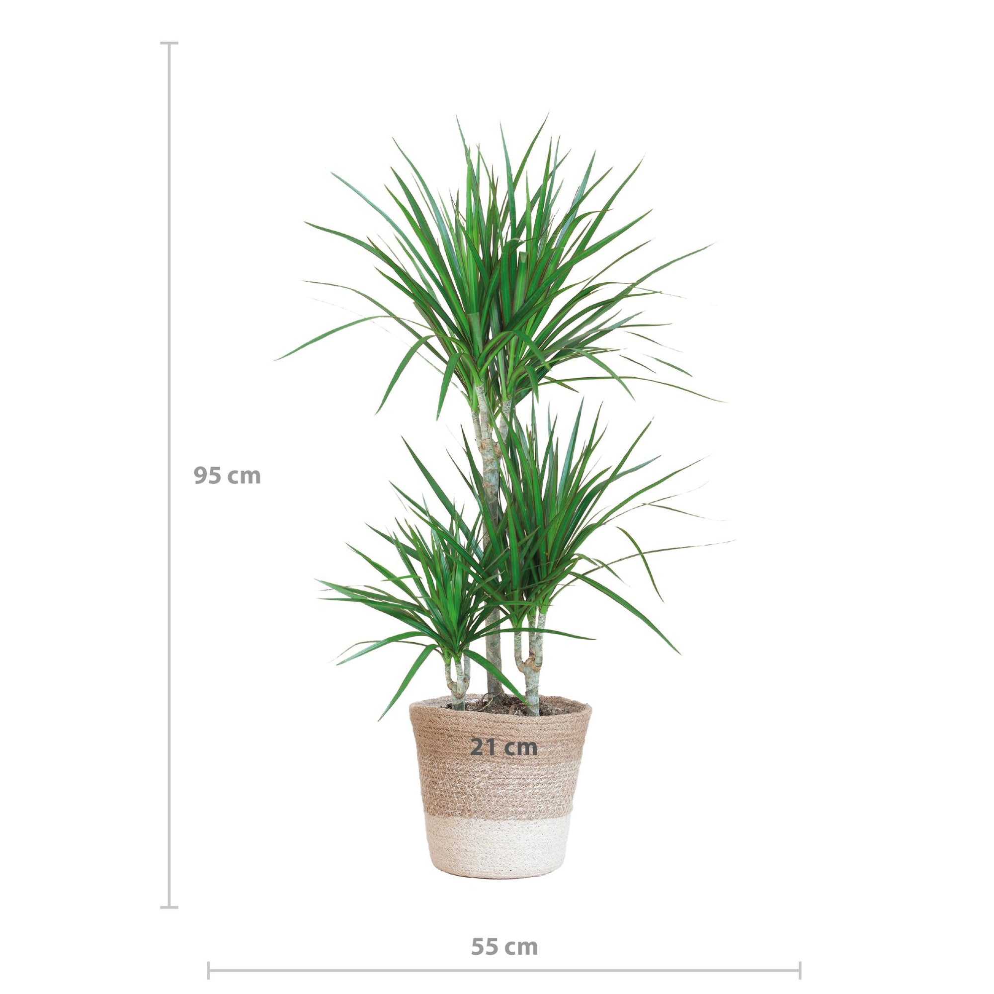 Dracaena Marginata met Lissabon mand - 95 cm - Ø21 cm | Dracaena - Kamerplanten