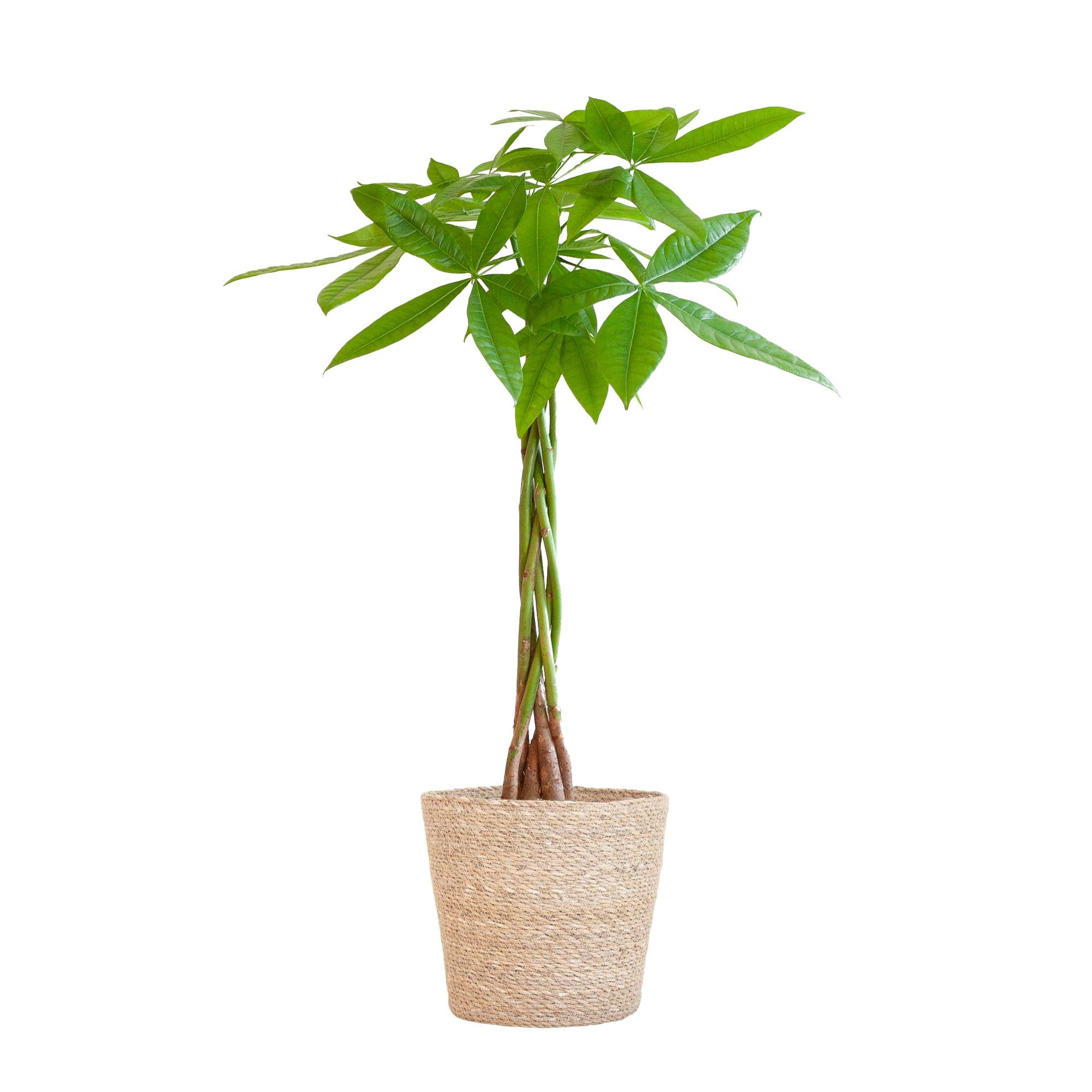 Pachira Aquatica met Sofia mand naturel - 80 cm - Ø21 cm | Kamerplant