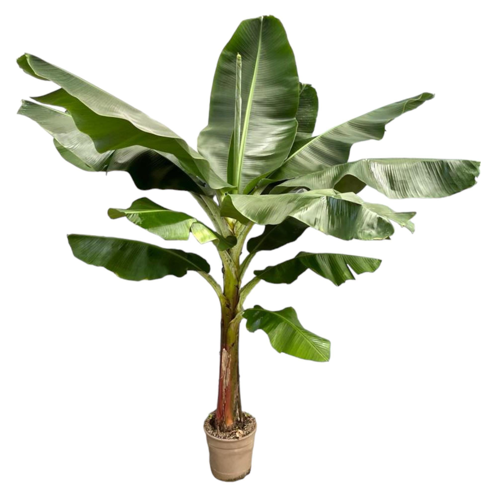 Bananenplant (Musa) – 200 en 225 cm | Grote kamerplant