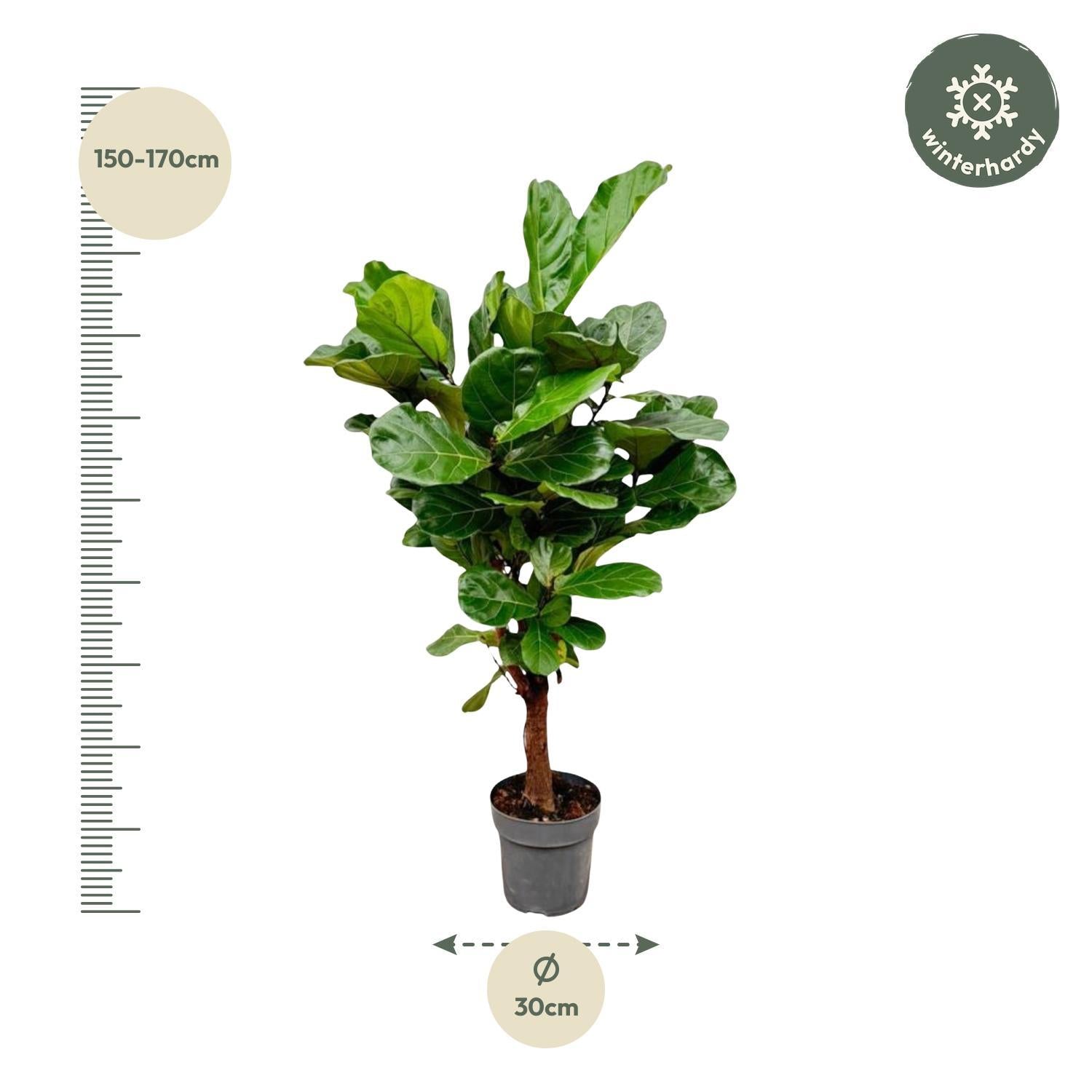 Ficus Lyrata vertakt - 150 cm - ø24 cm | Ficus - Kamerplant