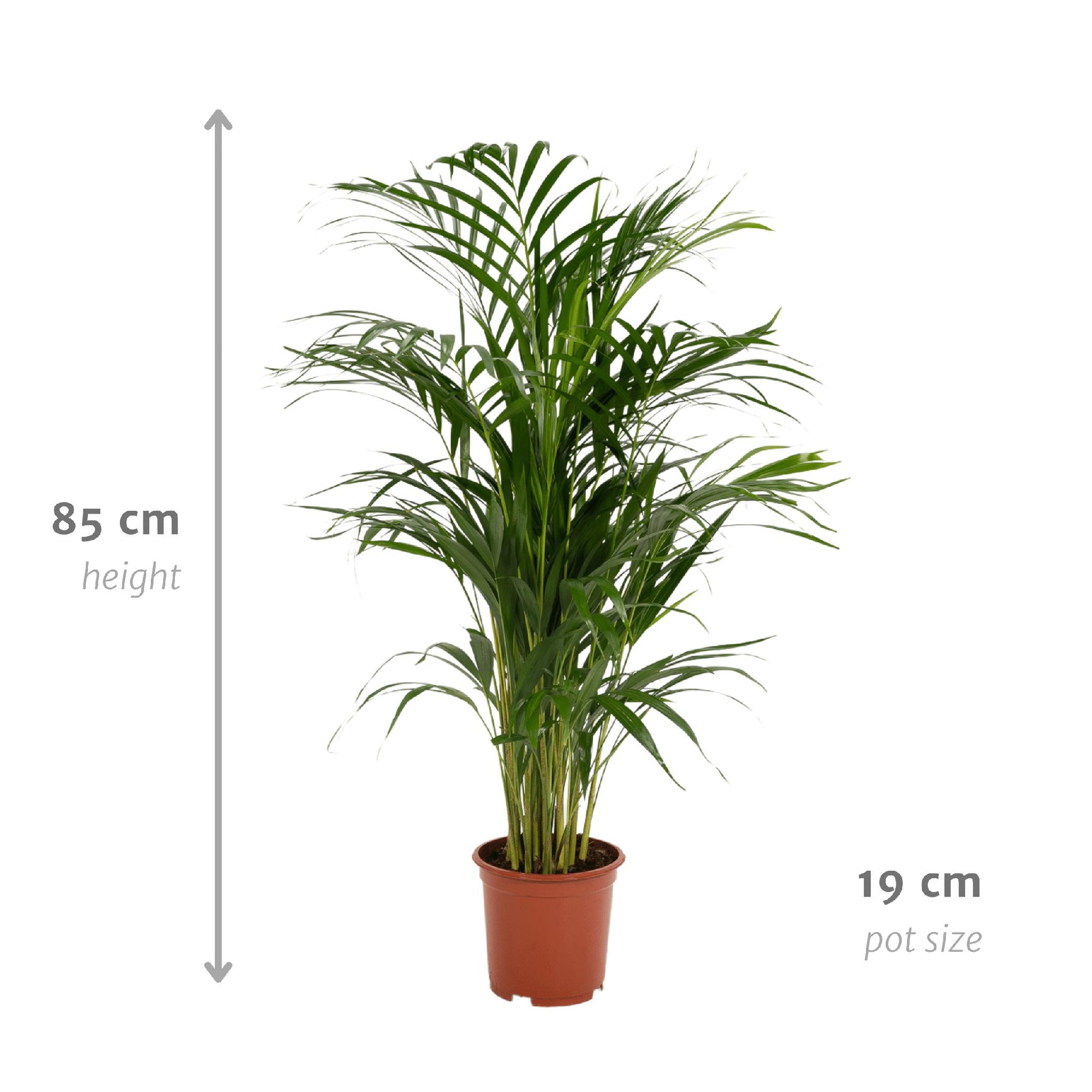 Areca palm - 85 cm - Ø19 cm | Kamerplant