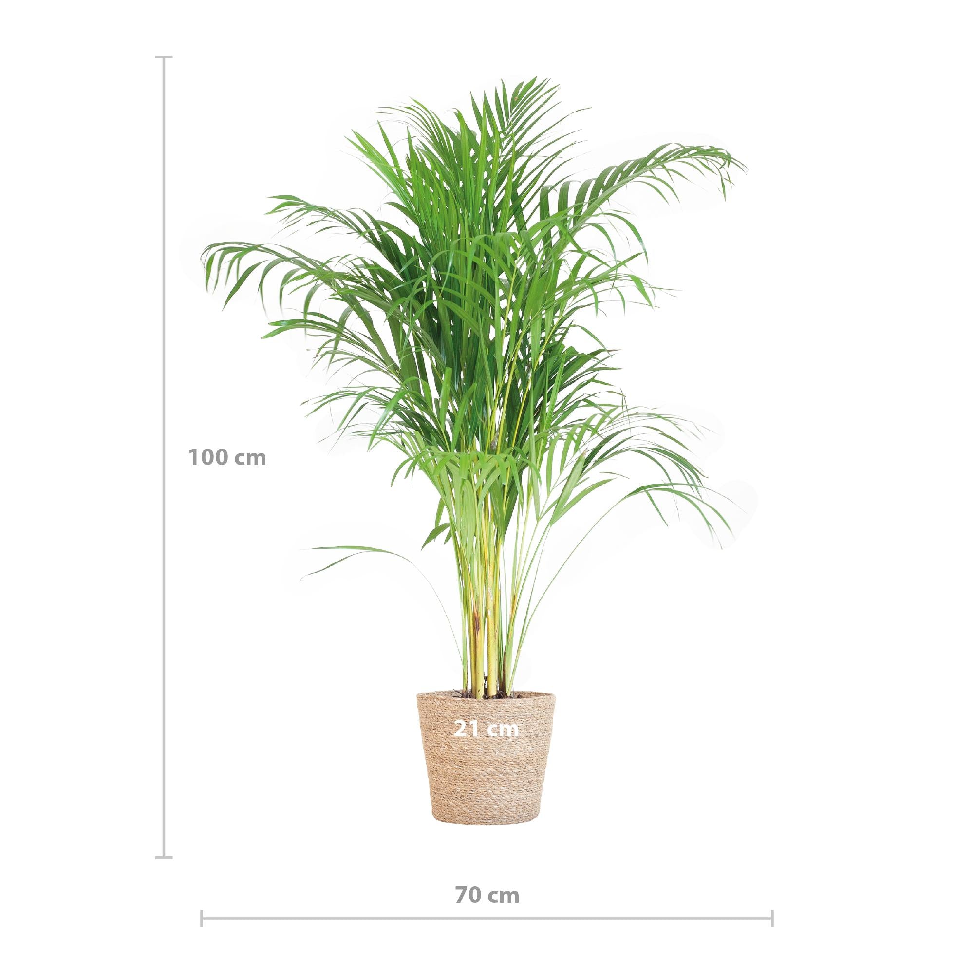 Areca Palm (Dypsis) - 100 cm - Ø21 cm - in Sofia mand naturel | Kamerplanten