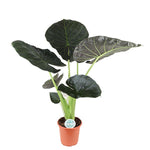 Alocasia Regal Shield 110cm - Ø24cm | Een grote kamerplant