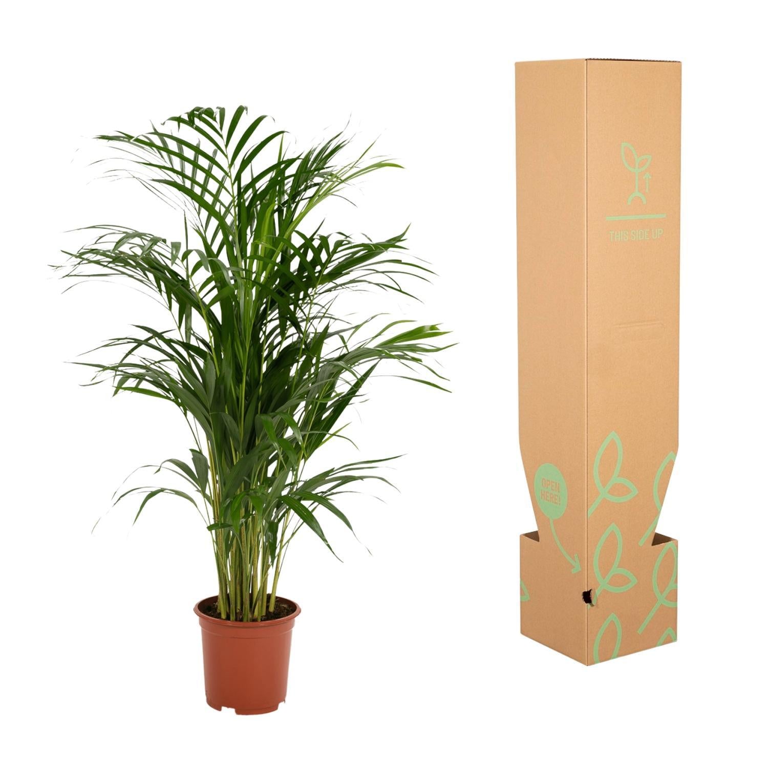 Areca palm - 85 cm - Ø19 cm | Kamerplant