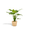 Alocasia Cucullata - 65 cm - Ø19 cm in Mand Selin | Alocasia - Olifantsoor