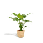 Alocasia Cucullata - 65 cm - Ø19 cm in Mand Selin | Alocasia - Olifantsoor