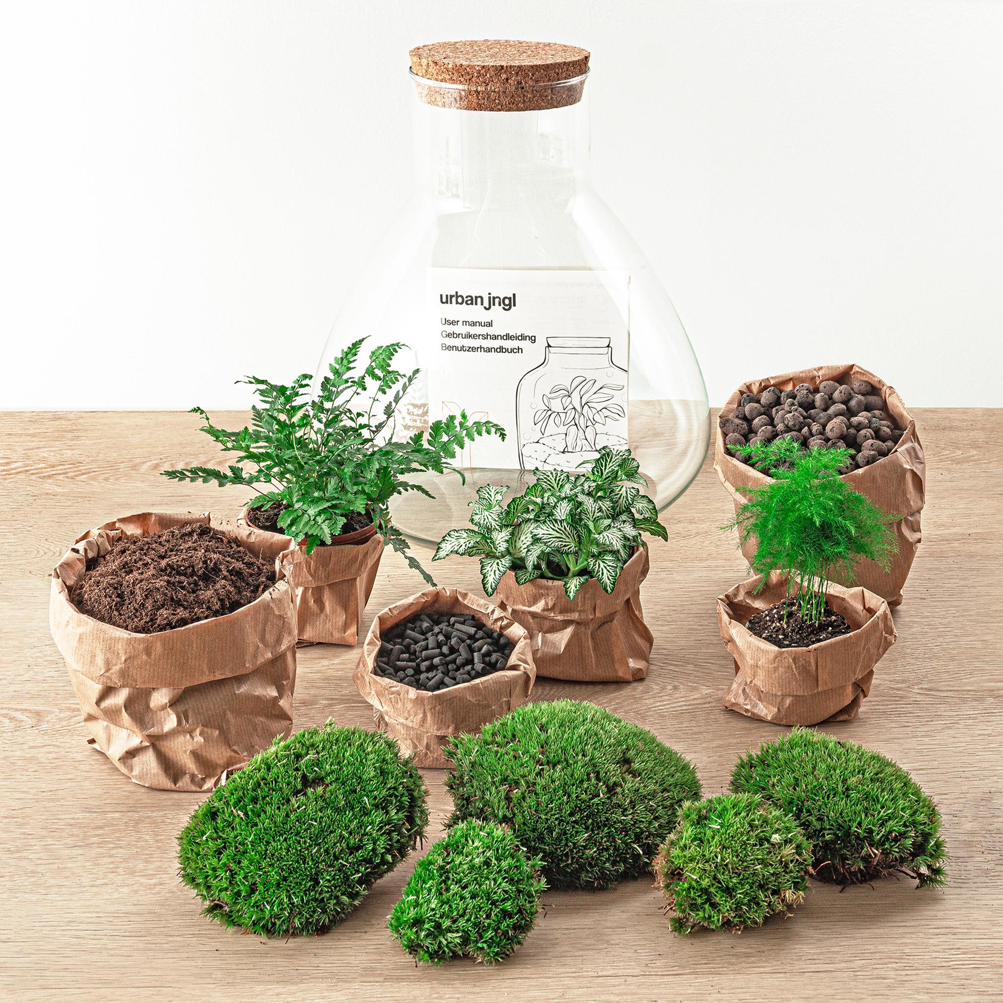 Plant terrarium - Sam XL - ↕ 35 cm | Planten terrarium