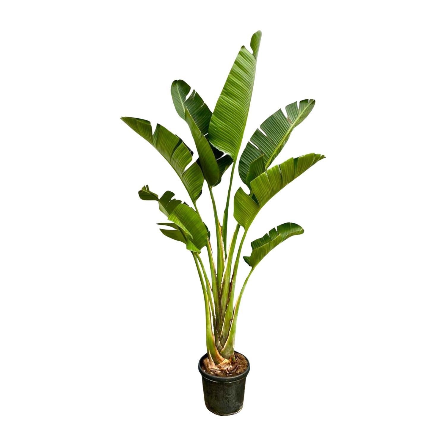 Strelitzia Augusta - 250cm - ⌀45 cm | Grote kamerplanten