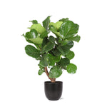 Ficus Lyrata (Vertakt) - 130 cm - Ø27 cm - in Boule pot  | Ficus - Kamerplanten