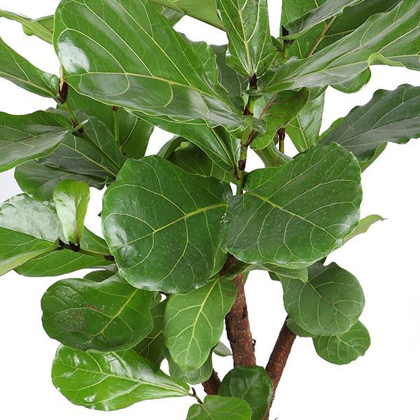 Ficus Lyrata (vertakt) - 110 cm - Ø24 cm in Albury mand  | Ficus