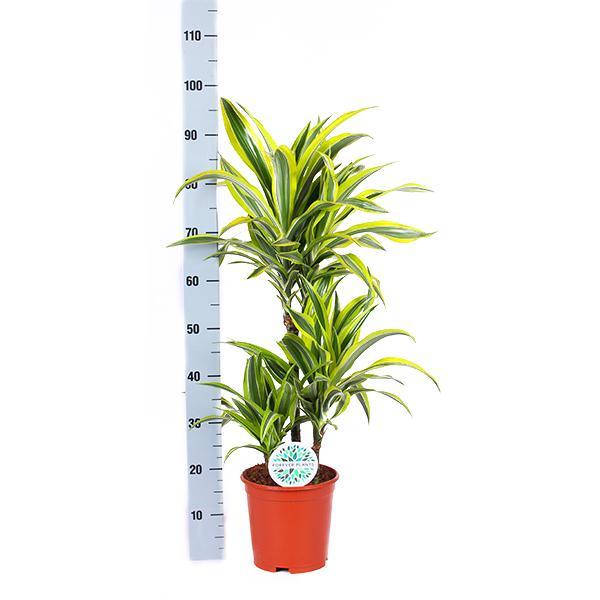 Dracaena Lemon Lime - 65 cm - Ø21 cm - in Albury Black print mand | Dracaena