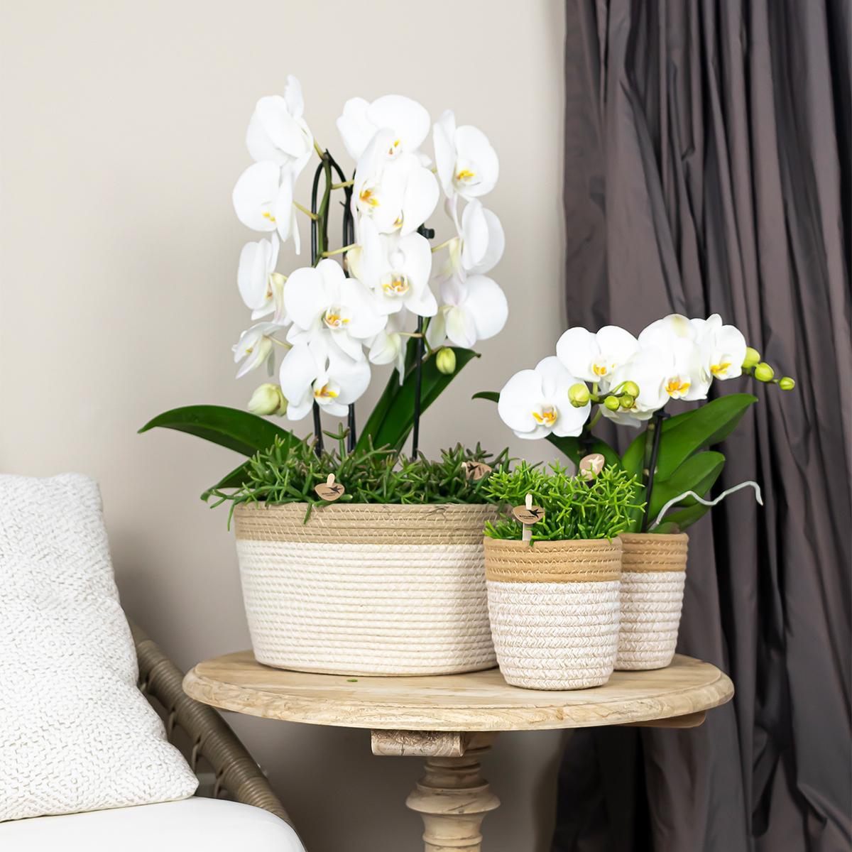 Orchidee | Witte Phalaenopsis orchidee - Niagara Fall  - potmaat Ø12cm