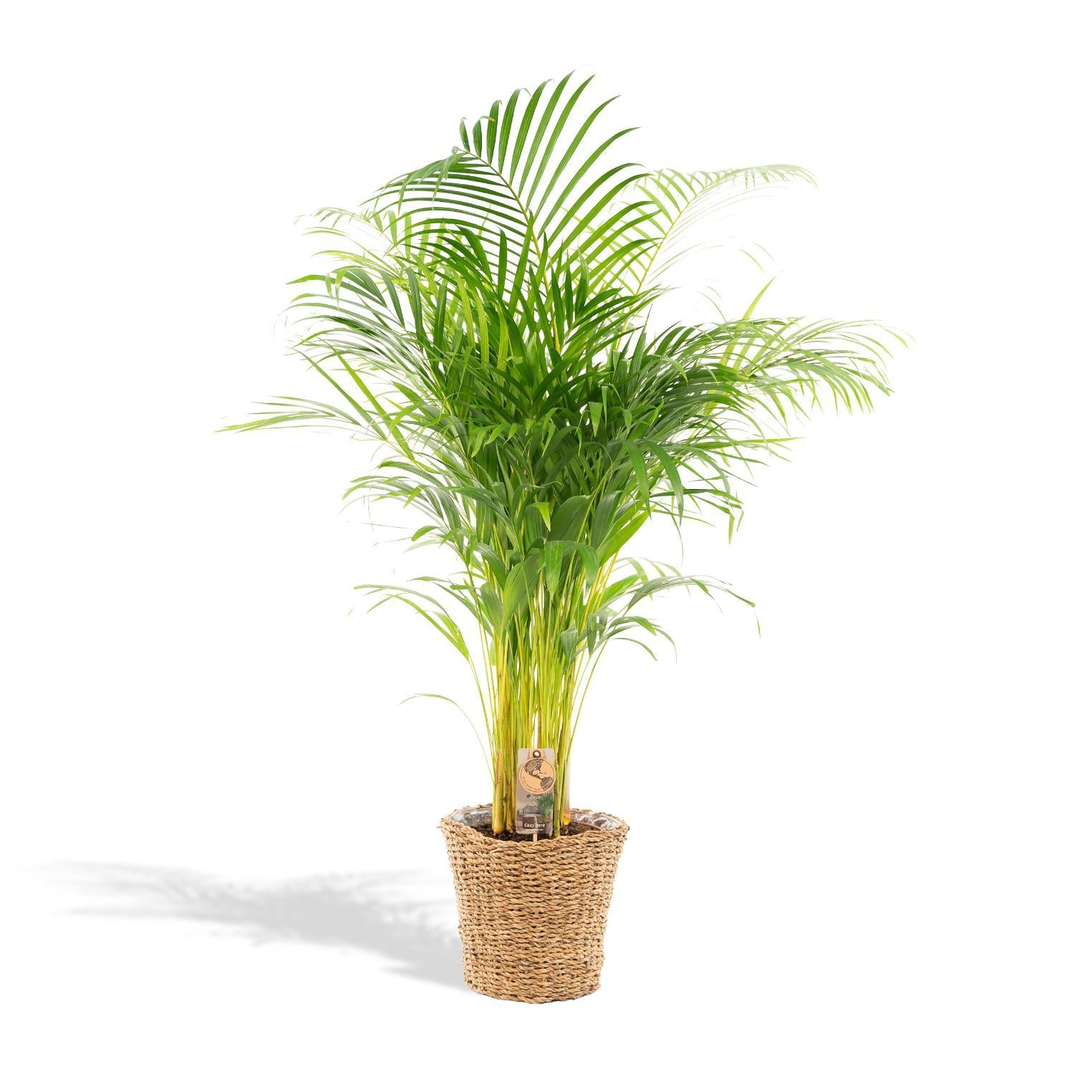 Areca palm inclusief mand - 130cm - Ø24cm | Grote kamerplant