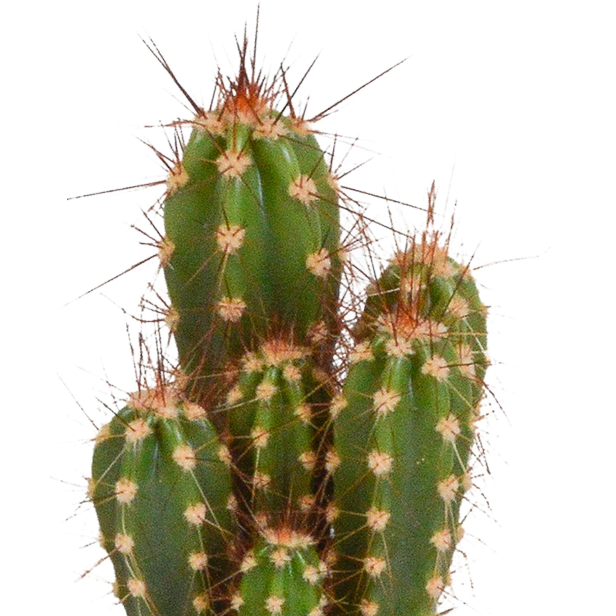 Cactus en Vetplanten Mix 5.5 cm | 15 Stuks (zonder pot)