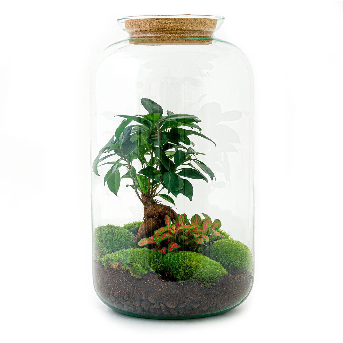 DIY Terrarium - Sven Bonsai - 43 cm | Zelfvoorzienend Groen Kunstwerk