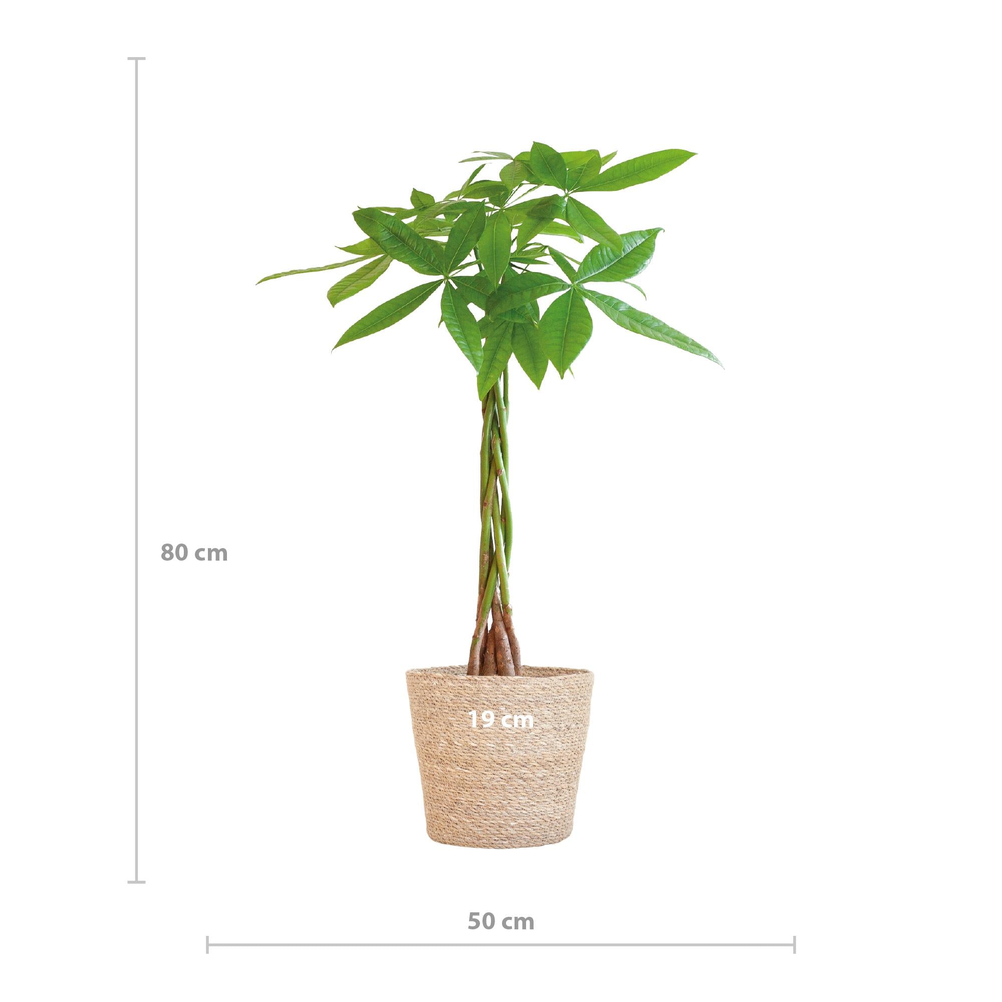 Pachira Aquatica met Sofia mand naturel - 80 cm - Ø21 cm | Kamerplant