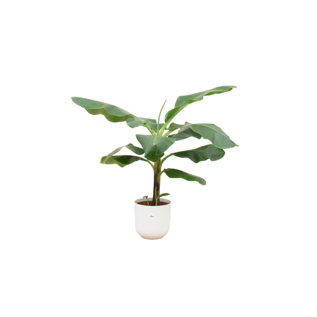 Combi deal - Bananenplant - 100 cm - Ø23 cm in Elho Jazz Round pot | Musa