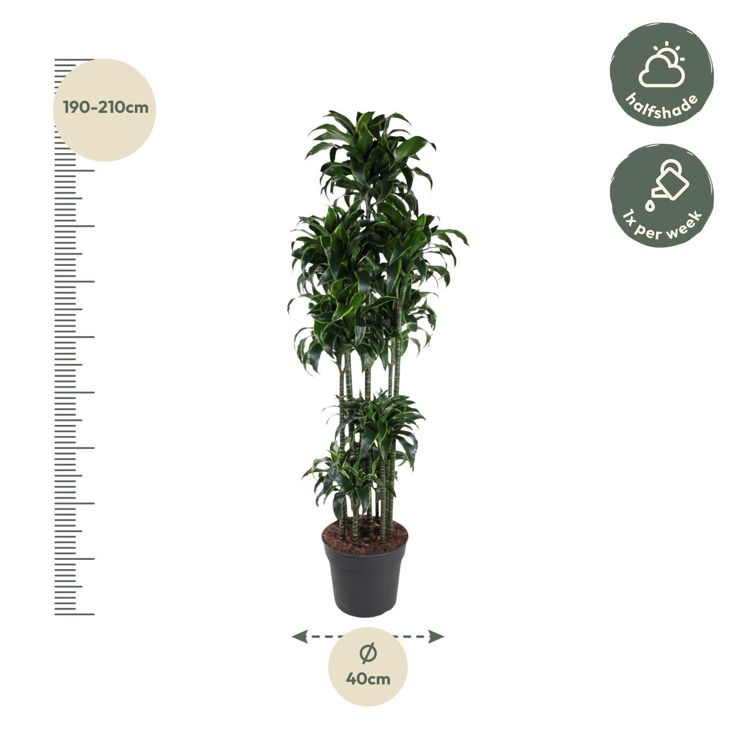 Dracaena Dorado Carrousel - 200 cm | Dracaena - Grote kamerplanten