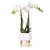 Orchidee | Witte Phalaenopsis orchidee - Amabilis + Lush pot - potmaat Ø9cm