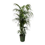 Kentia Palm - 230 cm - ø38 cm - Grote kamerplant