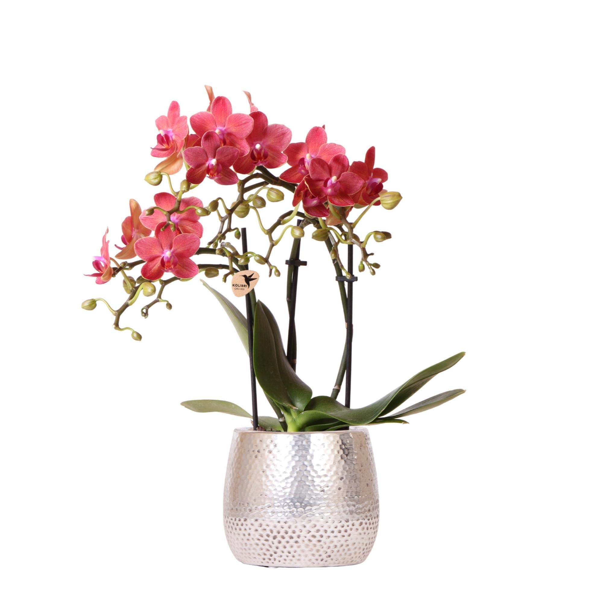 Orchidee | rode Phalaenopsis orchidee – Congo + Elite pot silver – potmaat Ø9cm