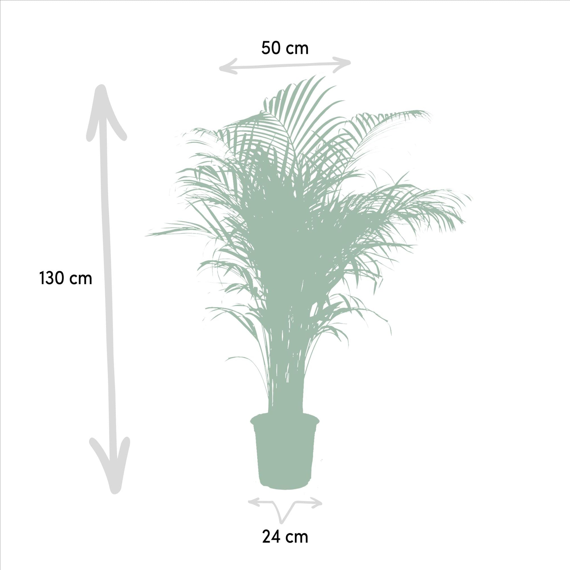 Areca palm - 130 cm - Ø24 cm | Kamerplant