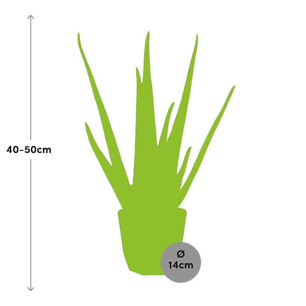 Aloe Vera - 40 cm - Ø14 cm - in Rock Living Black Elho pot | Succulent