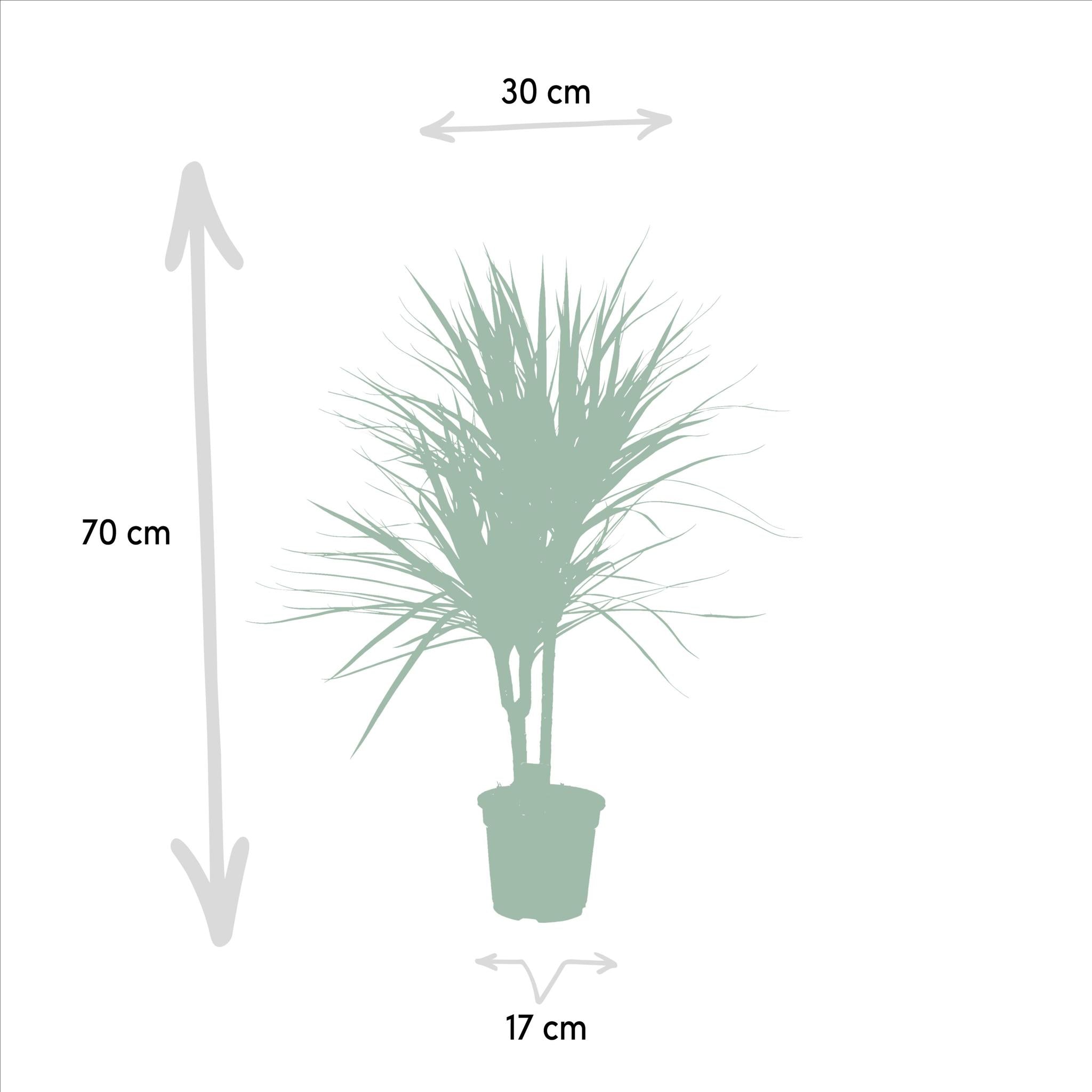 Dracaena Marginata - 90cm - Ø17cm | Dracaena