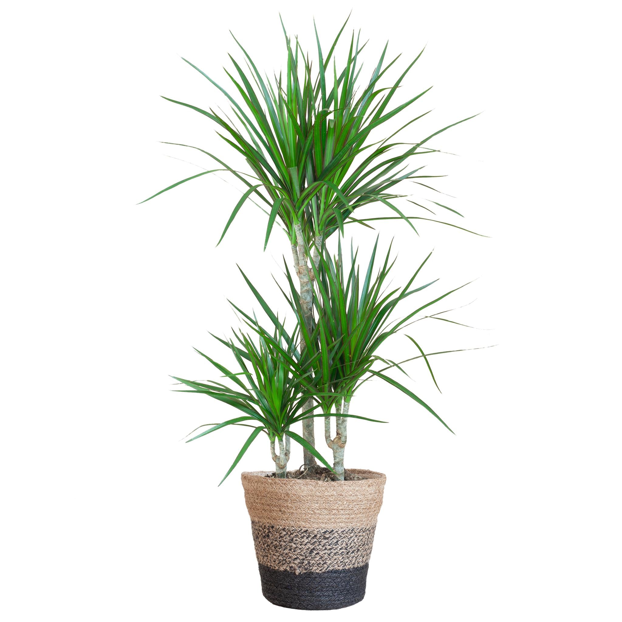 Dracaena Marginata met Lissabon mand - 95 cm - Ø21 cm | Dracaena - Kamerplanten