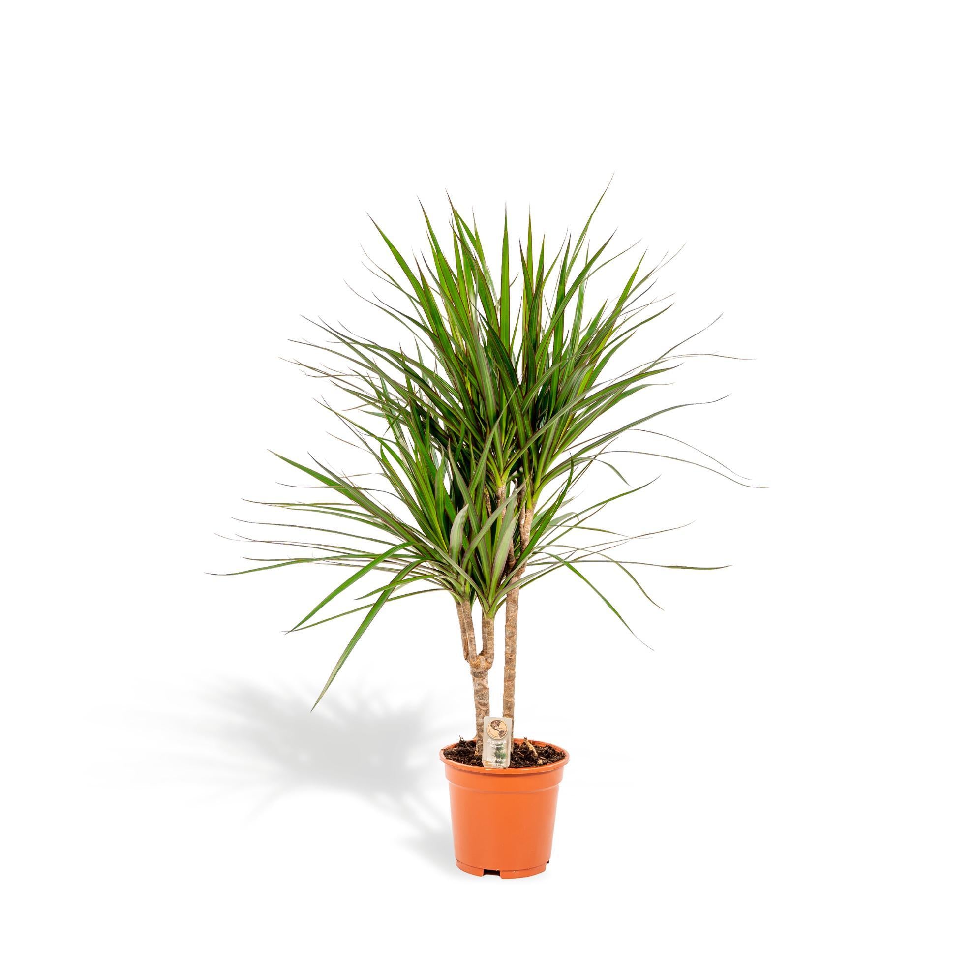 Dracaena Marginata - 90cm - Ø17cm | Dracaena