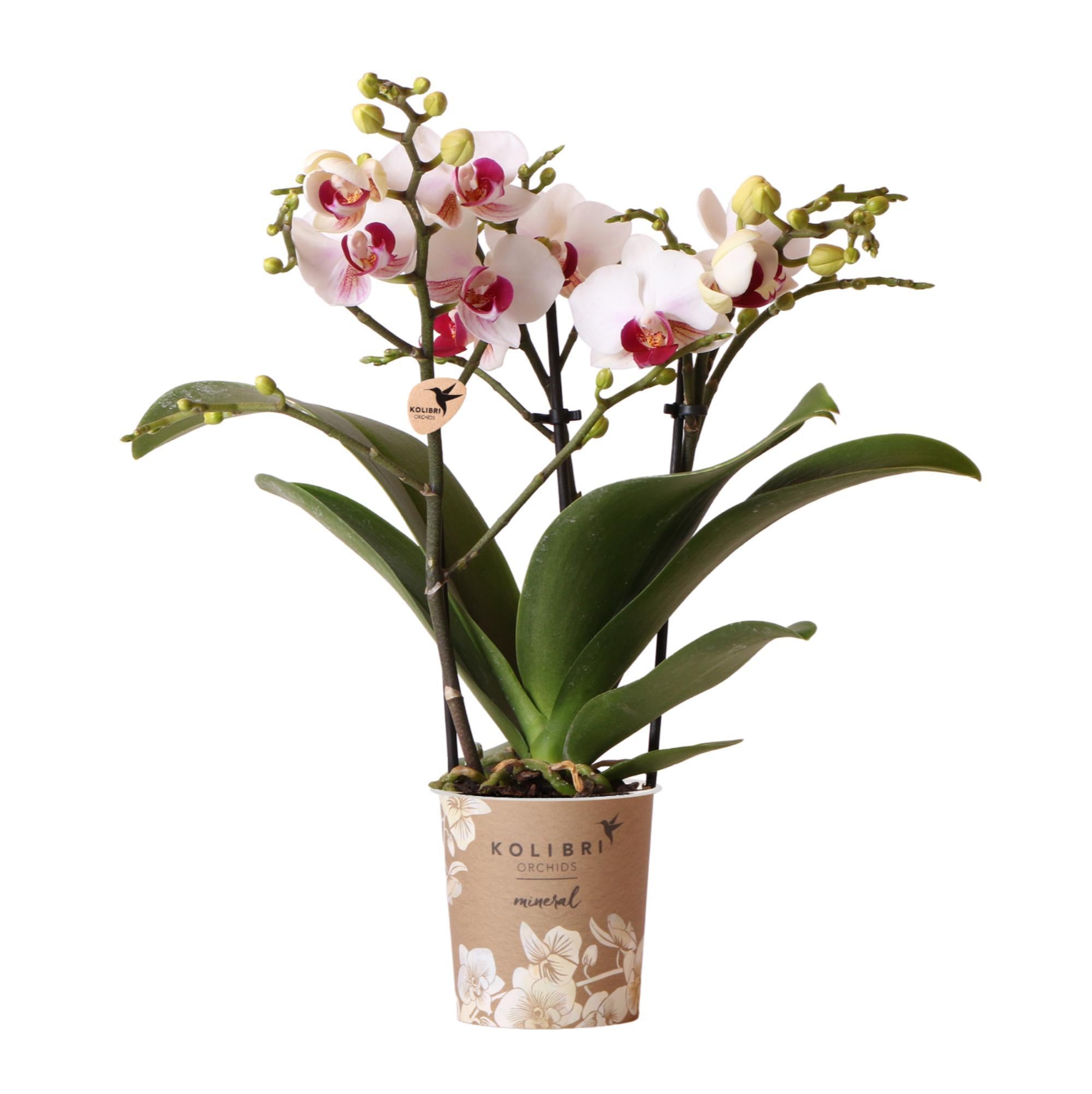 Orchidee | Witte Phalaenopsis orchidee - Mineral Gibraltar -  potmaat Ø9cm