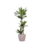 Dracaena Janet Lind - 120cm - Ø24cm - in Boule pot | Dracaena - Kamerplanten