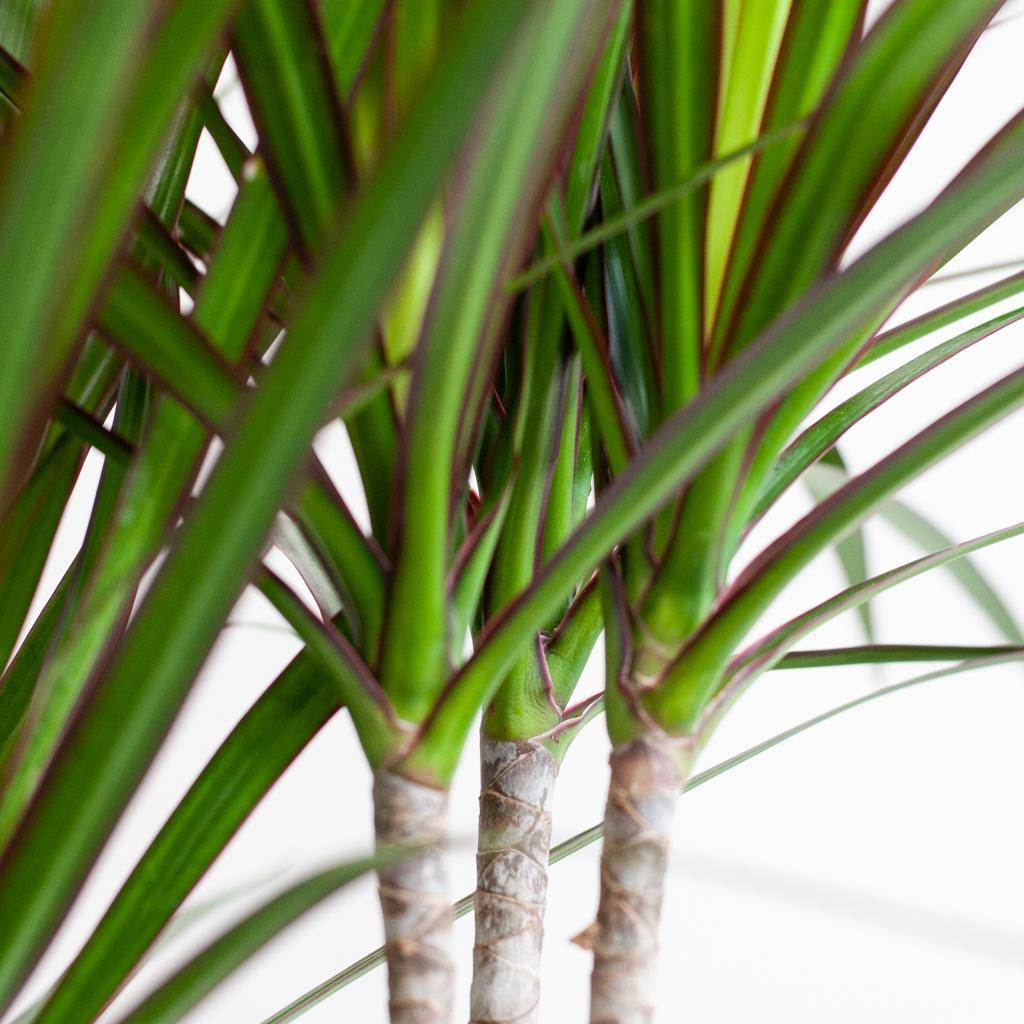 Dracaena Marginata met Viber wit - 95 cm - Ø21 cm | Dracaena - Kamerplanten