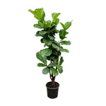 Ficus Lyrata vertakt - 180 cm - ⌀30 cm | Ficus - Grote Kamerplanten