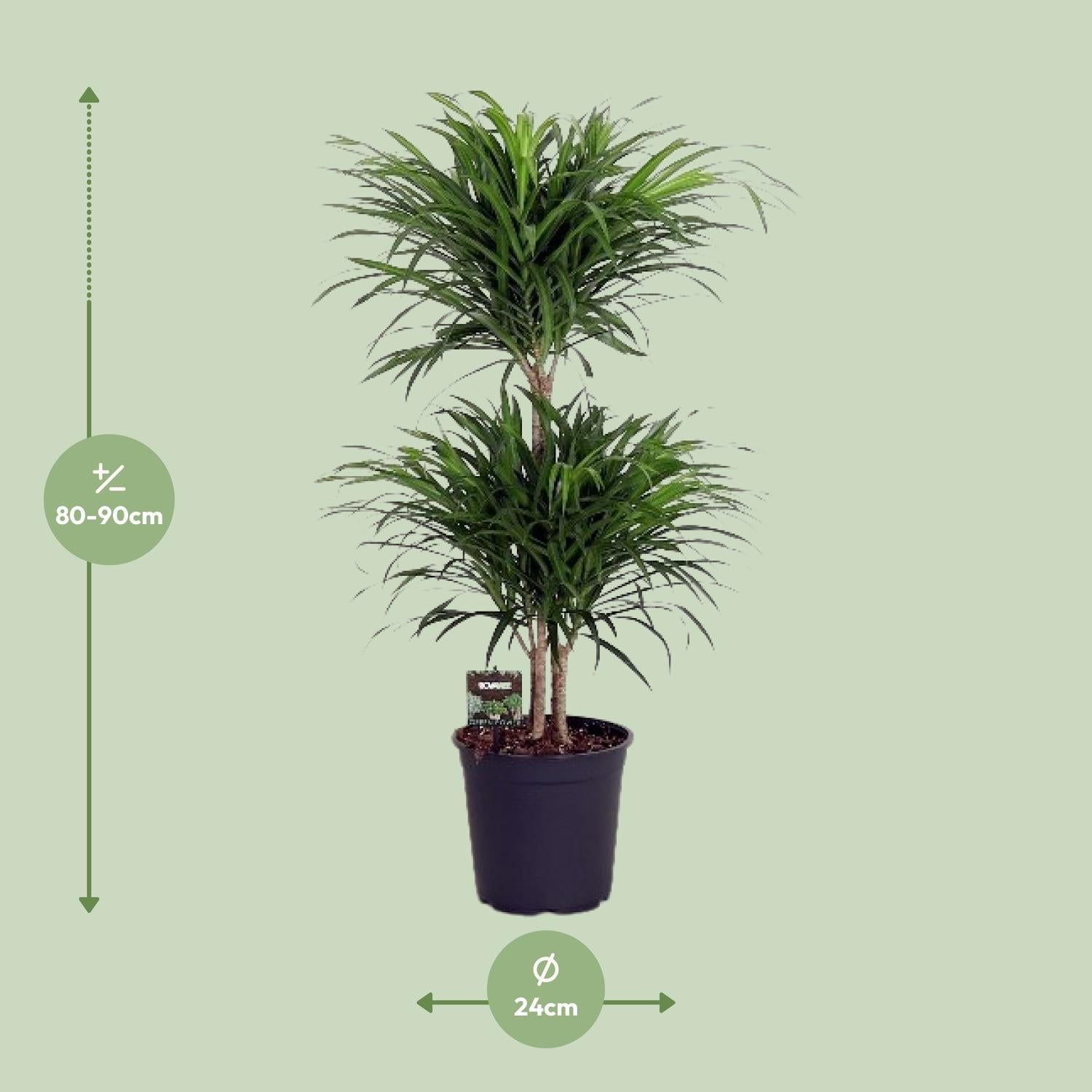 Dracaena Reflexa Anita - 90 cm - Ø24 cm | Dracaena - Kamerplanten