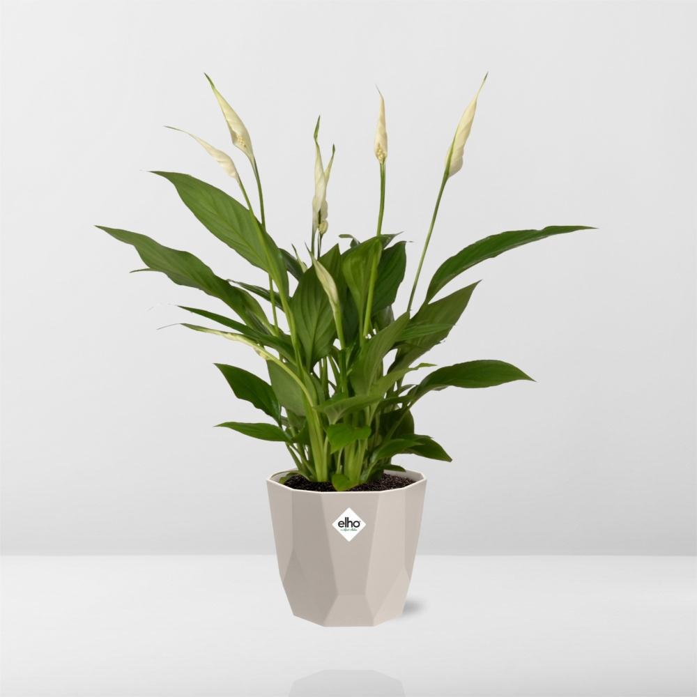 Spathiphyllum Torelli - 30 cm - Ø14 cm in Elho pot b.for rock | Lepelplant