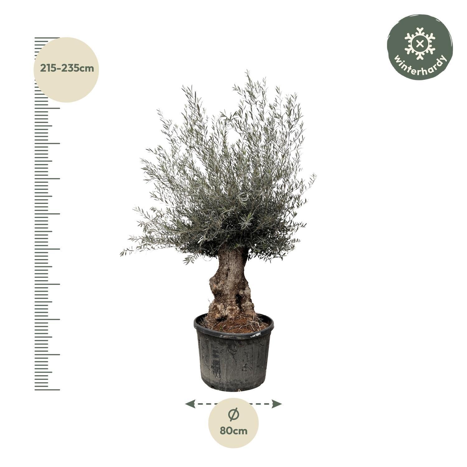 Olea Europaea Bonsai – 225 cm – Ø80 – Een mediterrane eyecatcher