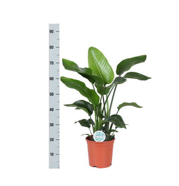 Strelitzia Nicolai - 80 cm - Ø21 cm - in Boule pot | Kamerplanten