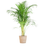 Areca Palm (Dypsis) - 100 cm - Ø21 cm - in Sofia mand naturel | Kamerplanten