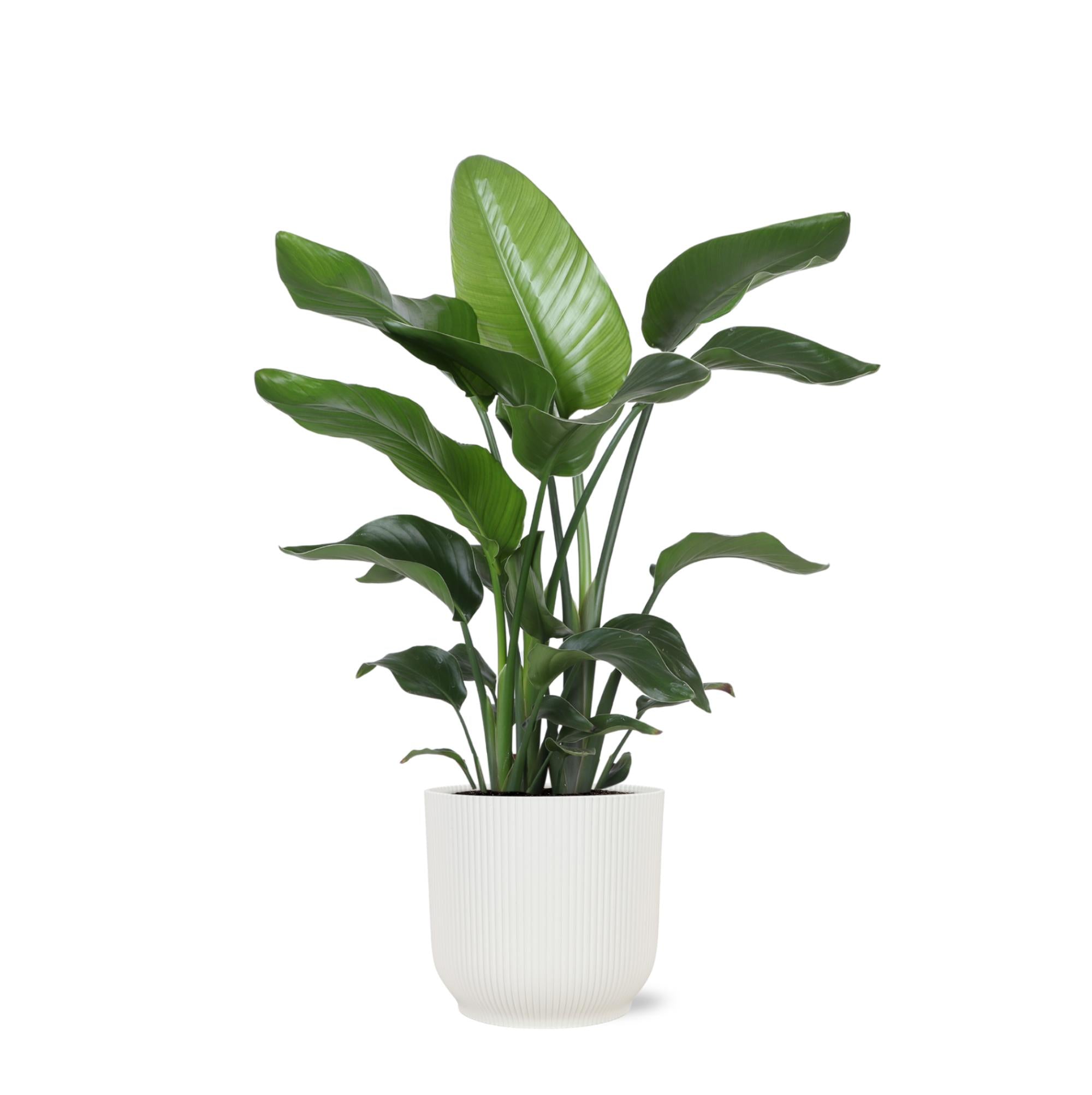 Strelitzia Nicolai - 80 cm - Ø21 cm - in Elho Vibes Wit pot | Kamerplanten