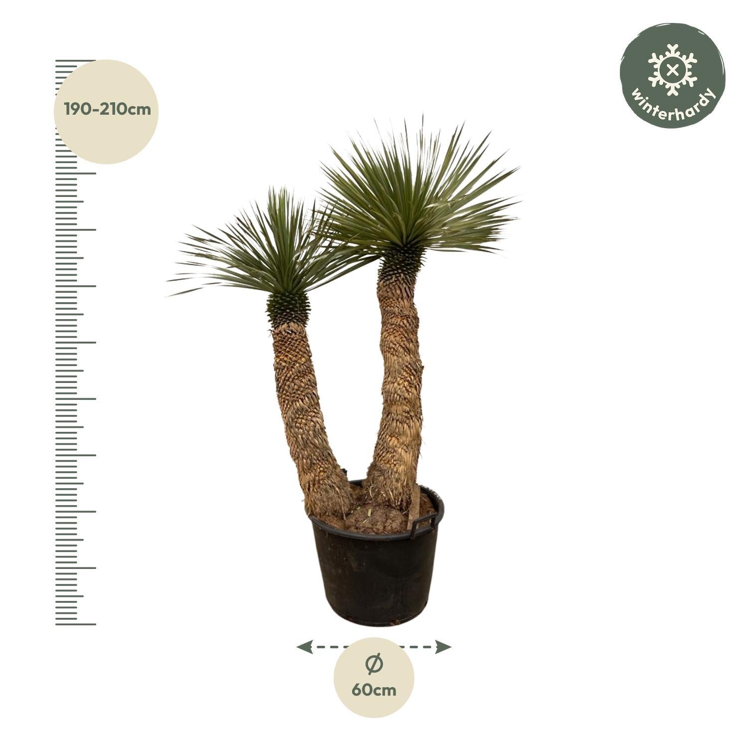 Yucca Rostrata Hidra - 200 cm - ø60 met 2 Stammen vanaf de teeltpot