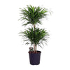 Dracaena Reflexa Anita - 90 cm - Ø24 cm | Dracaena - Kamerplanten