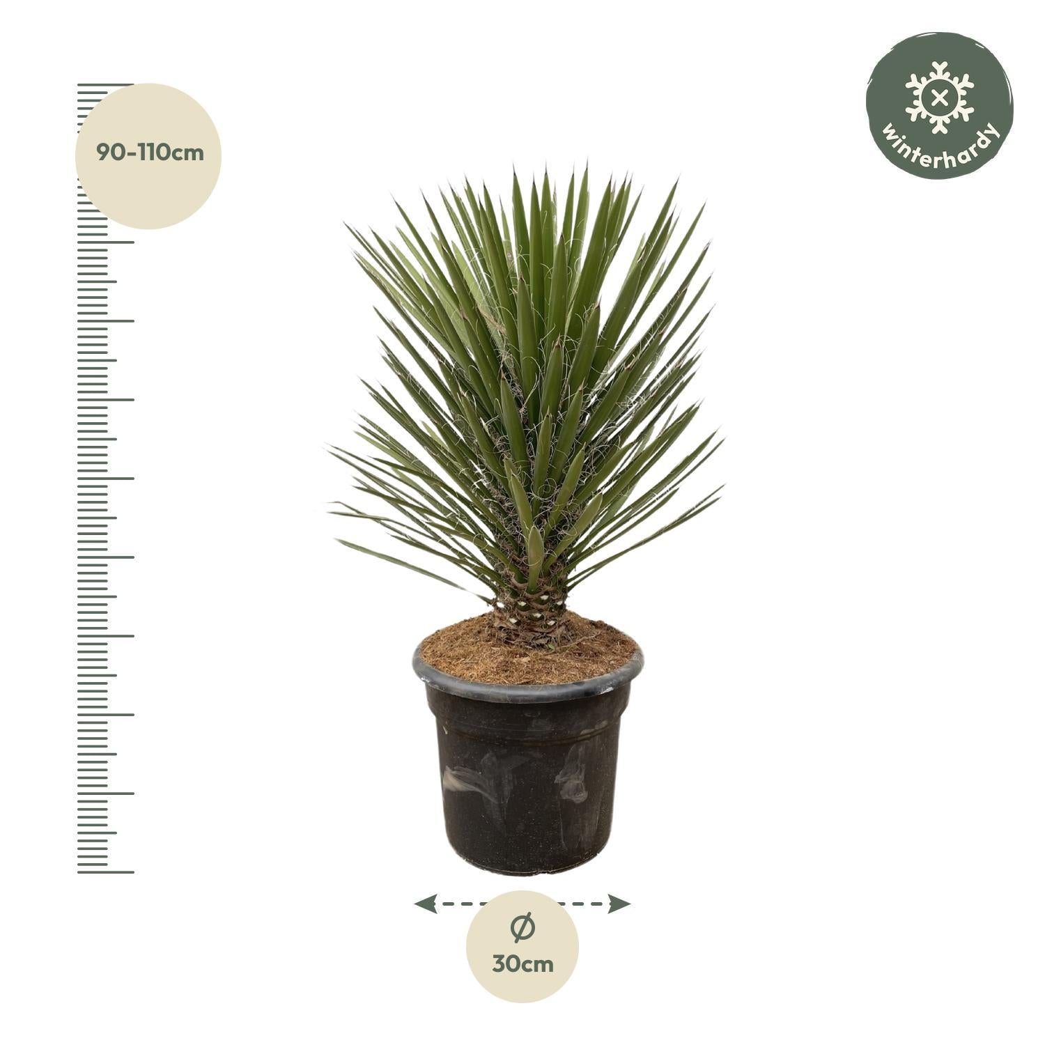 Yucca Filifera Australis - 100cm - ø30 cm | Australische Draadpalm