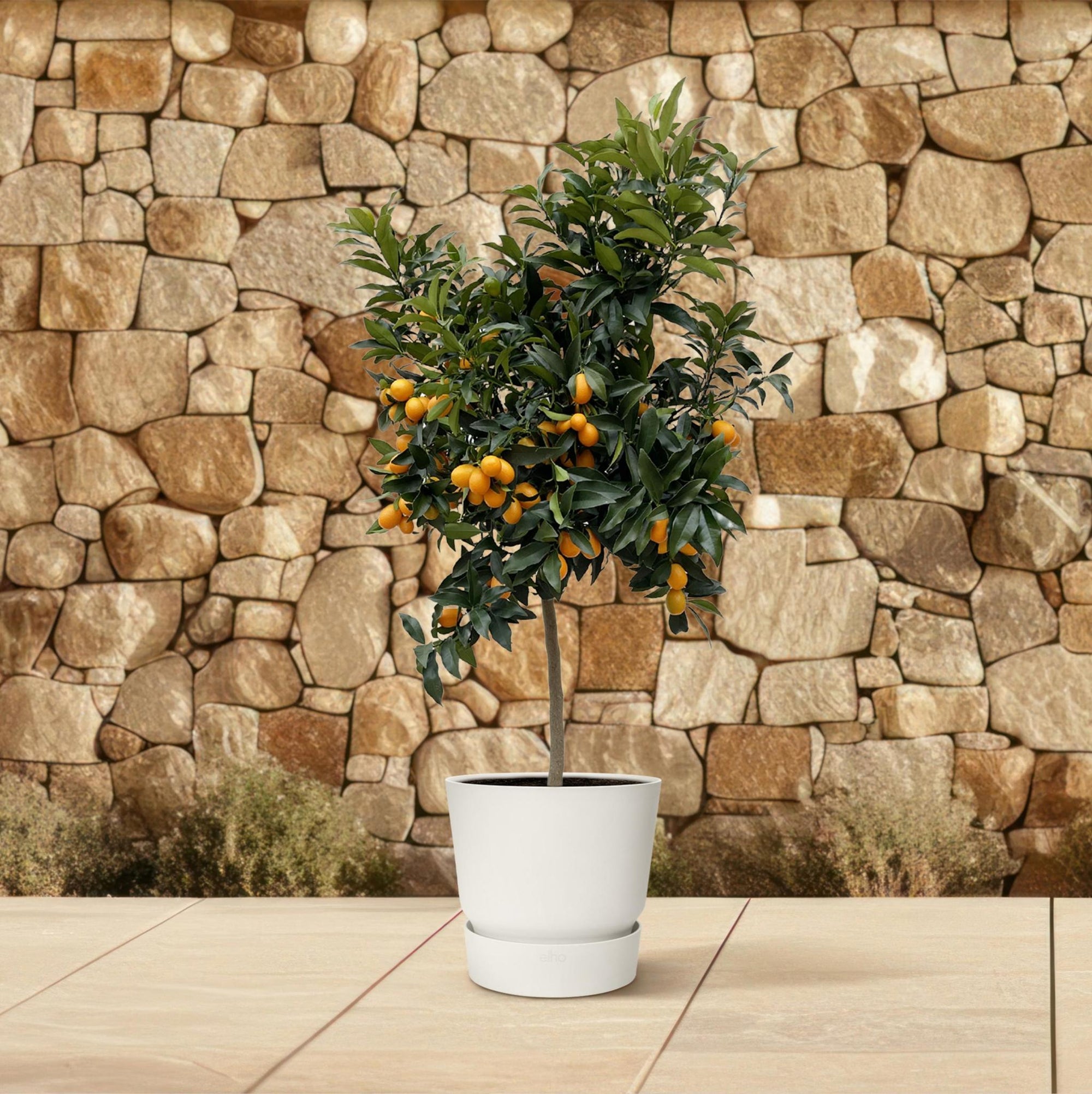 Citrus Kumquat - 150 cm - ø40 cm - Sinaasappelboom voor binnen & buiten