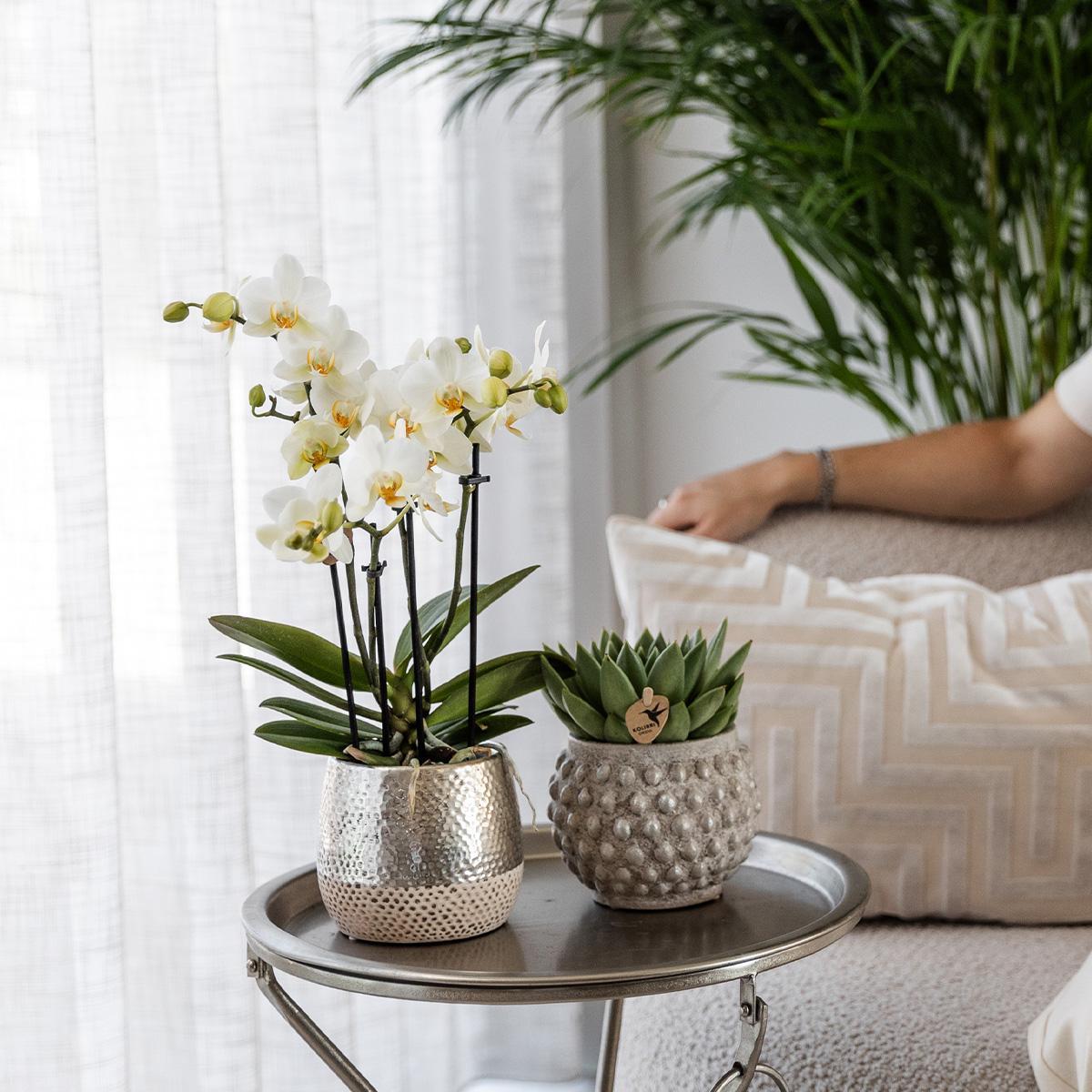 Orchidee | Witte Phalaenopsis orchidee - Amabilis + Elite pot silver- potmaat Ø9cm