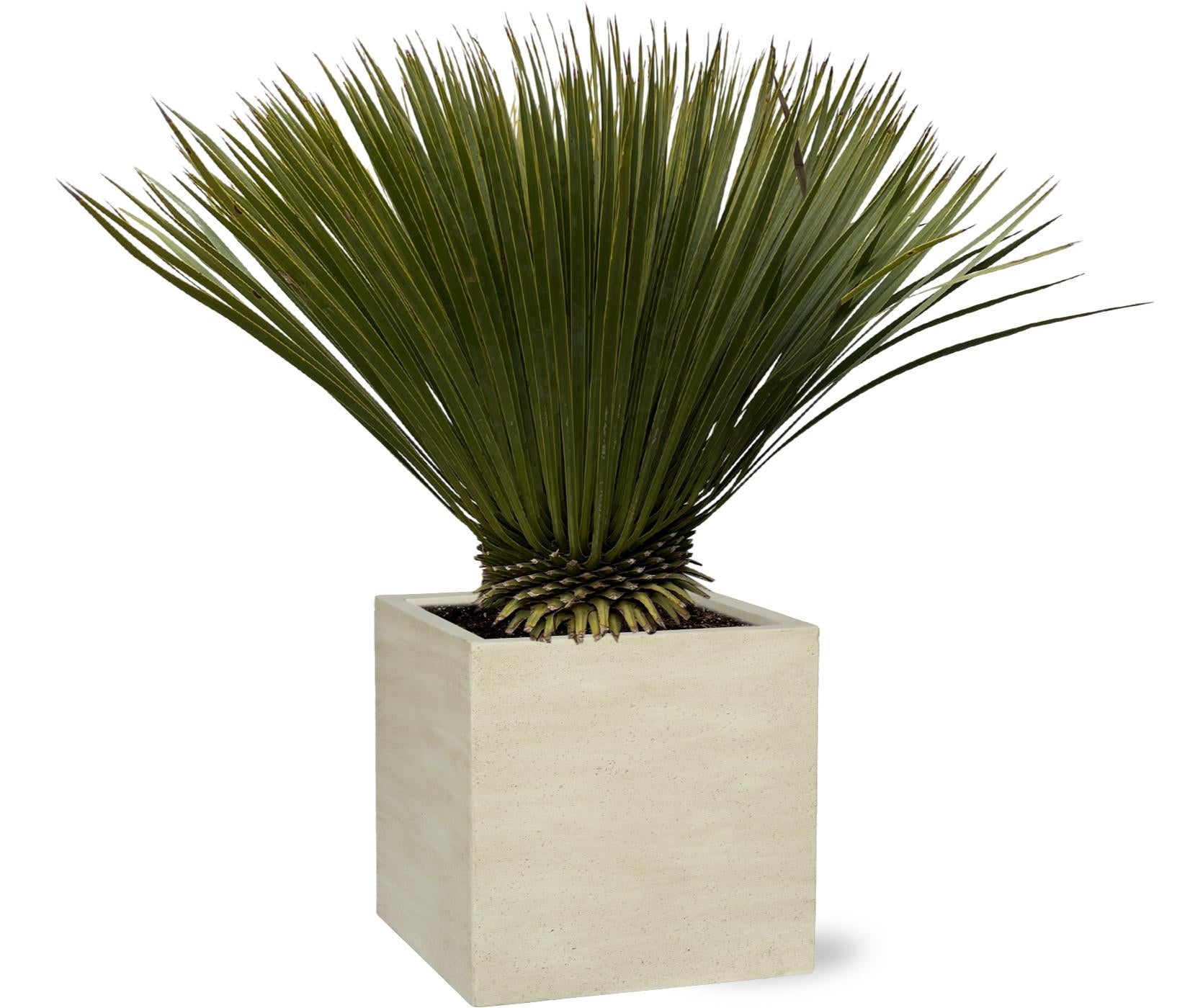 Yucca Rostrata - 80 cm- Ø27 cm | Blue Beaked Yucca