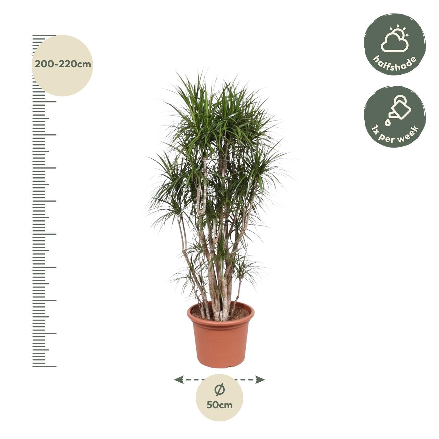 Dracaena Marginata vertakt - 210 cm | Dracaena - Kamerplanten